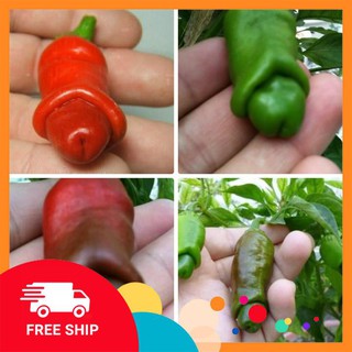 gói 20 hạt giống ớt cu tý