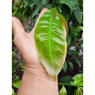 Phân bón sinh học THD Plus _ THD cho cây lúa và hoa màu