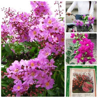 Hạt Giống Hoa Bằng Lăng Gói 30 Hạt -TẶNG 3 viên nén ươm hạt - HG1