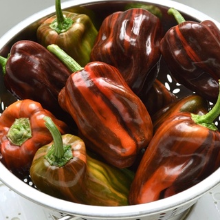 HẠT GIỐNG ỚT NGỌT CANDY CANE F1