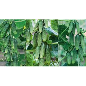 Hạt giống dưa leo siêu trái - dưa chuột gói 30 hạt