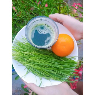Hạt Giống Cỏ Lúa Mì Sạch túi 1kg