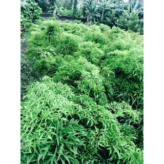 Gối lá đinh lăng