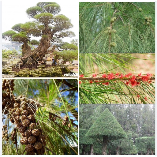 Hạt giống cây phi lao (Xi lau, cây Dương, Dương liễu. )- 1 gói 10 hạt