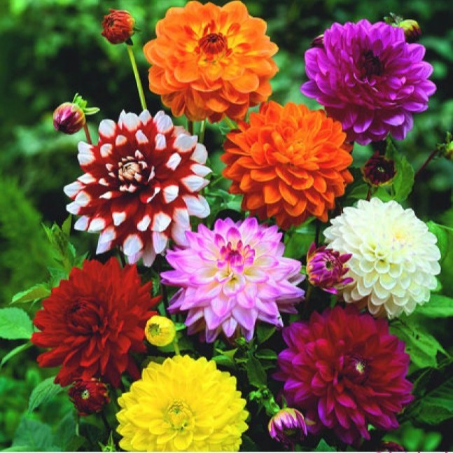 60H - Hạt giống hoa thược dược (Dahlia Variablis Desh)