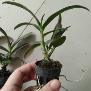 Lan denro mini yaya giống