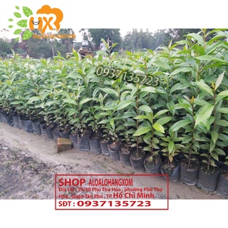 COMBO 5 CÂY VỐI CÂY GIỐNG