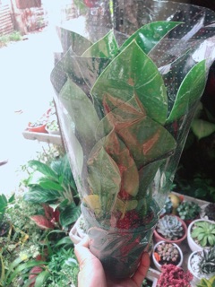 Trầu Bà Đế Vương Xanh