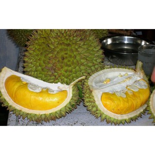 Cây giống Sầu Riêng Cái Mơn. [ Cây ghép cho trái sớm ].