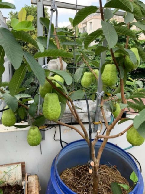 Ổi Đài Loan Lê... đang trái