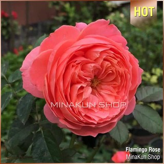 Hoa hồng ngoại Flamingo Rose - MinaKun Shop