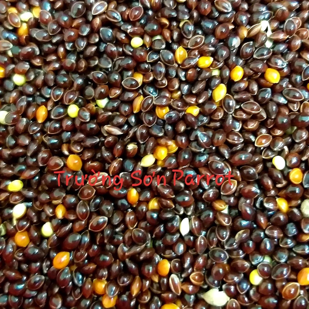 Hạt kê đen bóng lớn  dành cho chim, vẹt, chuột, sóc, yến hót....