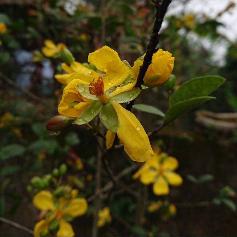 Mai tứ quý 1 năm tuổi 25-30cm