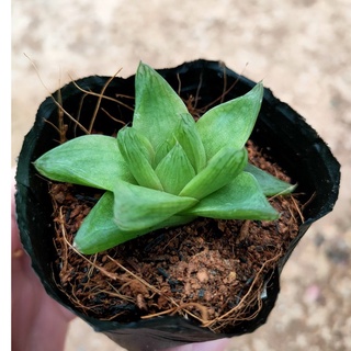 Sen đá NGỌC DẠ QUANG Mini - Vườn ĐÀ LẠT