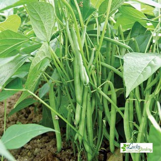 10g hạt giống đậu cove lùn xtra