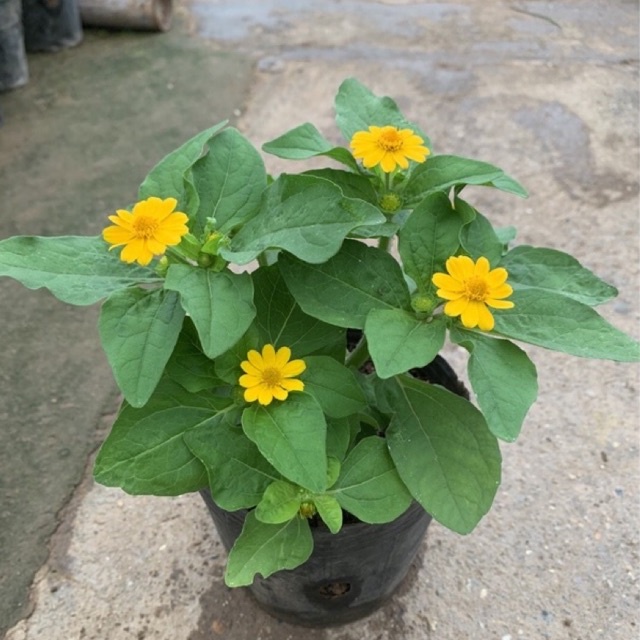 Cây Hoa Cúc Mặt Trời đã ra hoa và nụ, dễ trồng, tượng trưng cho sự may mắn, mang lại tài lộc cho gia chủ