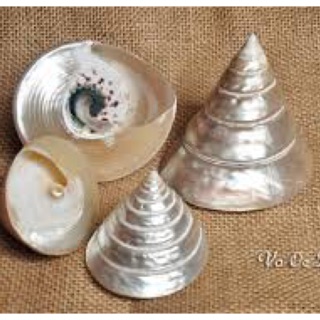 Vỏ ốc đụn xà cừ