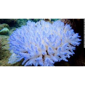 San hô trang trí tiểu cảnh bể cá nước mặn bể thủy sinh nhiều size kích thước