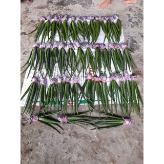 combo 11 cây loại 25k