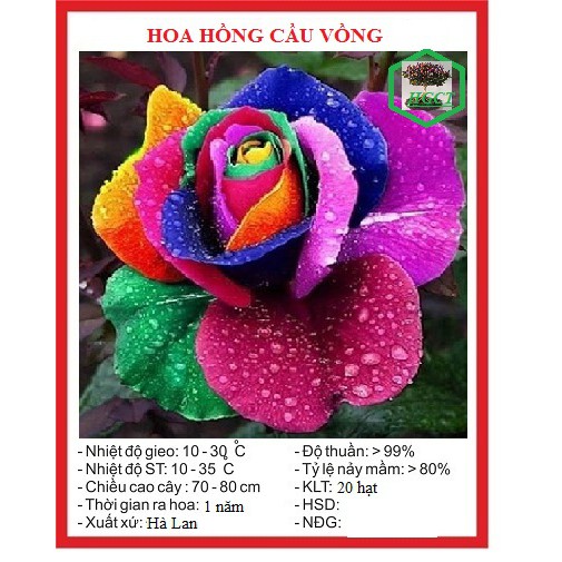 Hạt giống hoa hồng nhiều màu 20 hạt - tặng kèm viên nén kích thích ươm hạt - DC