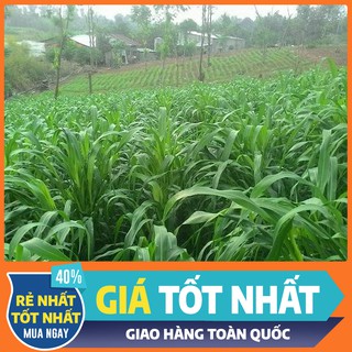 [GIÁ SIÊU RẺ] Hạt cỏ Sudan lai là giống cỏ chăn nuôi gia súc, gia cầm cho hàm lượng dinh dưỡng cao - Gói 500gr