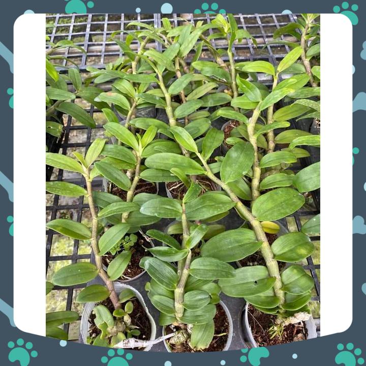 [Giá hủy diệt] giã hạc full moom rất thơm và đẹp cao 10 cm-15 cm đáng sưu tầm