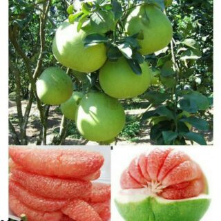 Cây bưởi da xanh gép mắt. F1 học viện nông nghiệp VN.