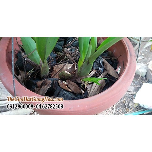 [SIEURE] Than hoa 500 gr cho trồng lan và rải chậu, trộn đất hàng đẹp, phân phối chuyên nghiệp.