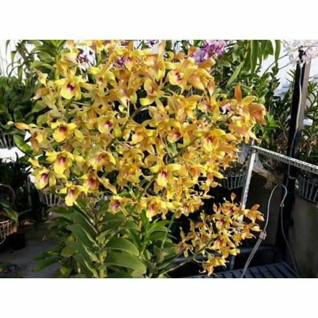Denro nắng Lưỡi Bò Vàng giống