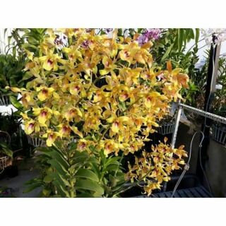 Denro nắng Lưỡi Bò Vàng giống