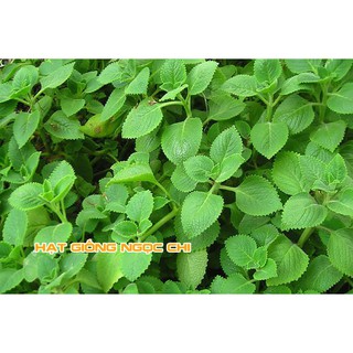 Hạt Giống Rau Húng Chanh - 0.1Gr
