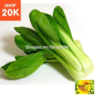 Hạt giống Cải Thìa