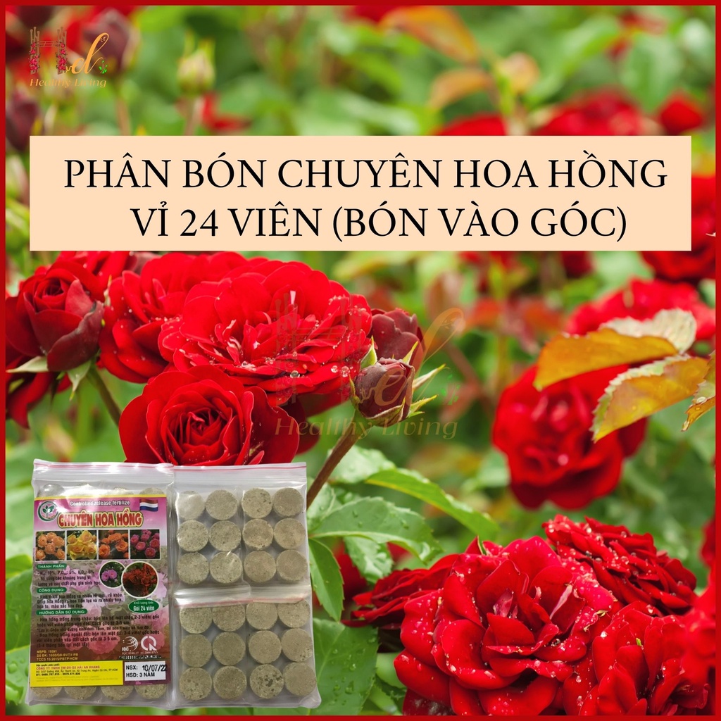 Phân bón chuyên hoa hồng – gói 24 viên - kích rễ - ra nhiều hoa - màu sắc đẹp