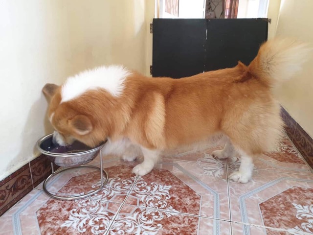 Đế ăn inox cho chó size trung