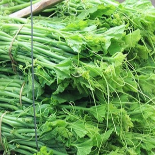 20gram HẠT GIỐNG BÍ SIÊU NGỌN