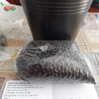 500 HẠT MAI ĐẠI LỘC