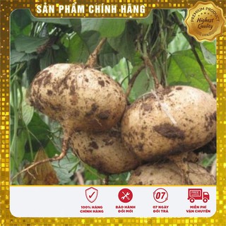Hạt giống củ đậu gói 20gr