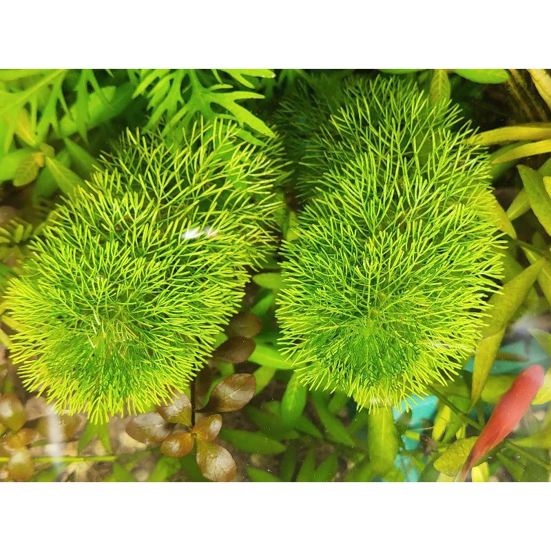 Combo 10 loại cây thủy sinh cắt cắm dễ trồng (lá cạn, lá nước ngẫu nhiên theo đợt)