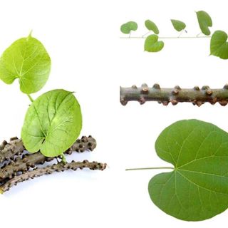Dây thần thông phơi khô 1 ký