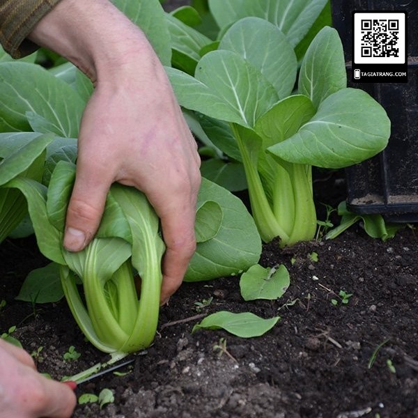 Deal 1K - Gói 100 hạt giống rau cải chíp (cải chít) - Dự án Tập vườn cùng Tạ Gia Trang