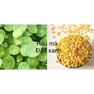 COMBO BỘT RAU MÁ ĐẬU XANH LENTECH