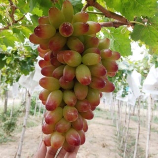 Cây nho ngón tay giống 152-giống mới