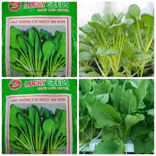 Bán Hạt giống cải ngọt ăn non LUCKY SEEDS tại Hạt Giống Bốn Mùa