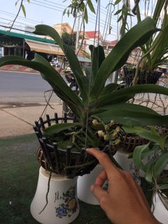 Ngọc điểm đang hoa tết
