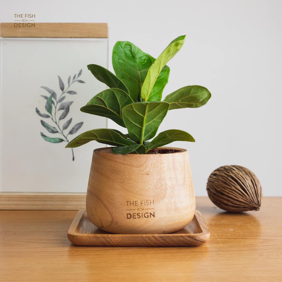 (HOT) Cây Bàng Singapore để bàn - S30