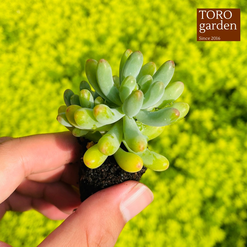 Sen đá thạch ngọc mĩ Đà Lạt size mini cây cảnh trang trí nhà cửa Toro garden