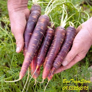 Hạt giống cà rốt tím lai F1 gói 0.2 gram xuất xứ Hà Lan
