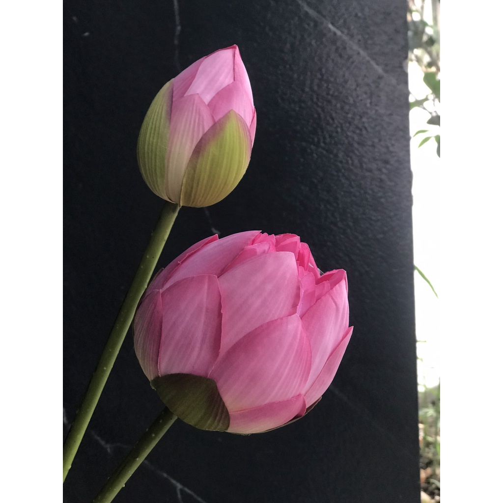 Hoa Sen Giả | Sen Quan Âm | Trang Trí Nhà | Hà Hoa Flower