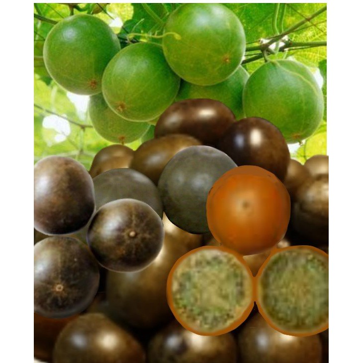 COMBO 10 TRÁI LA HÁN QUẢ (LOẠI 1)