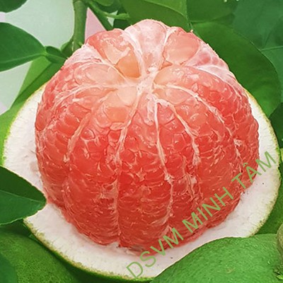 Bưởi da xanh size VIP bao ăn bao ngon